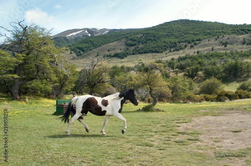 Patagonian Horse