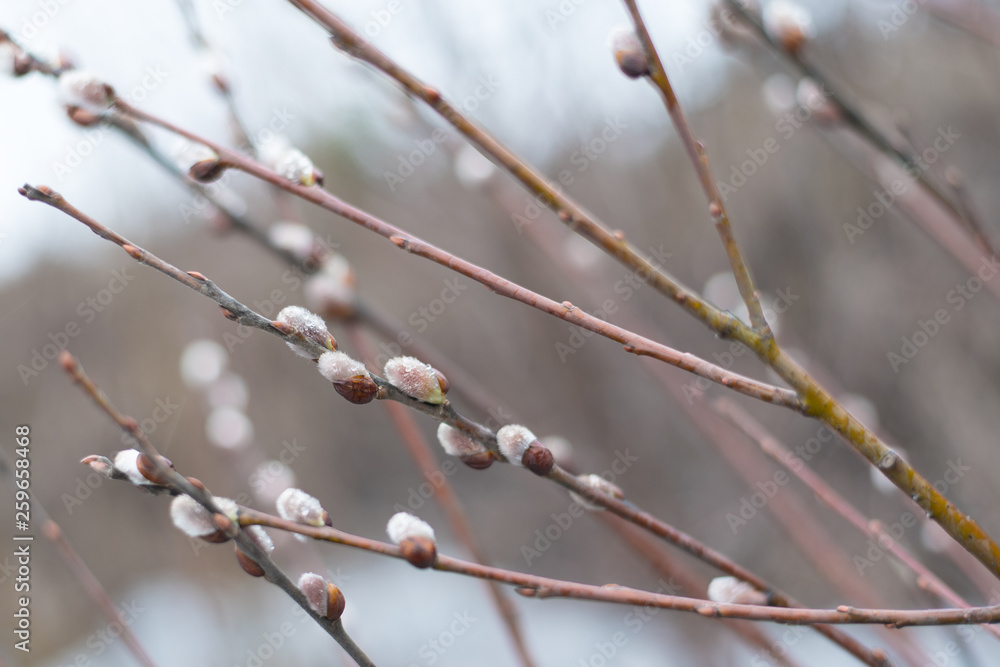 In spring the Willow blossomed in its natural environment . Fluffy buds and you with raindrops on the branches in the afternoon in cloudy weather. palm Sunday In spring the Willow blossomed in its natural environment . Fluffy buds and you with raindrops on the branches in the afternoon in cloudy weather. palm Sunday