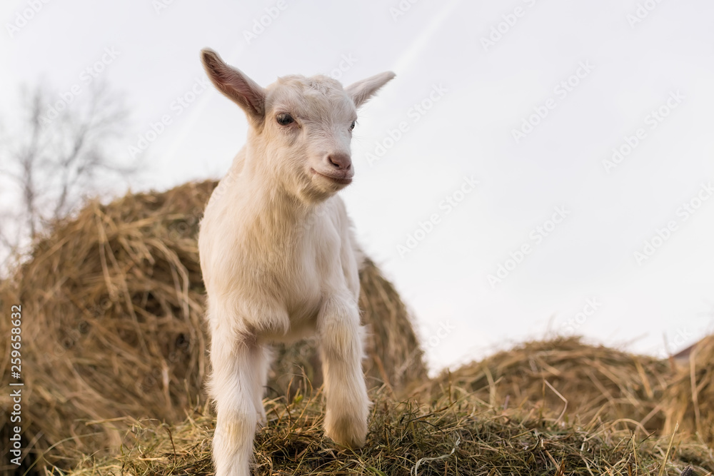 A pretty little white goat standing on a haystack A pretty little white goat standing on a haystack