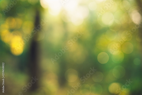 Abstract green bokeh background tree morning light