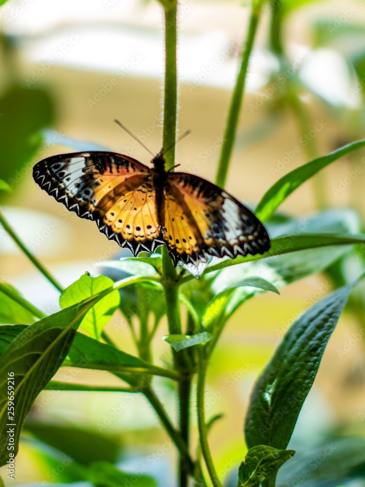 Fototapeta premium A close portrait of Leopard Lacewing butterfly