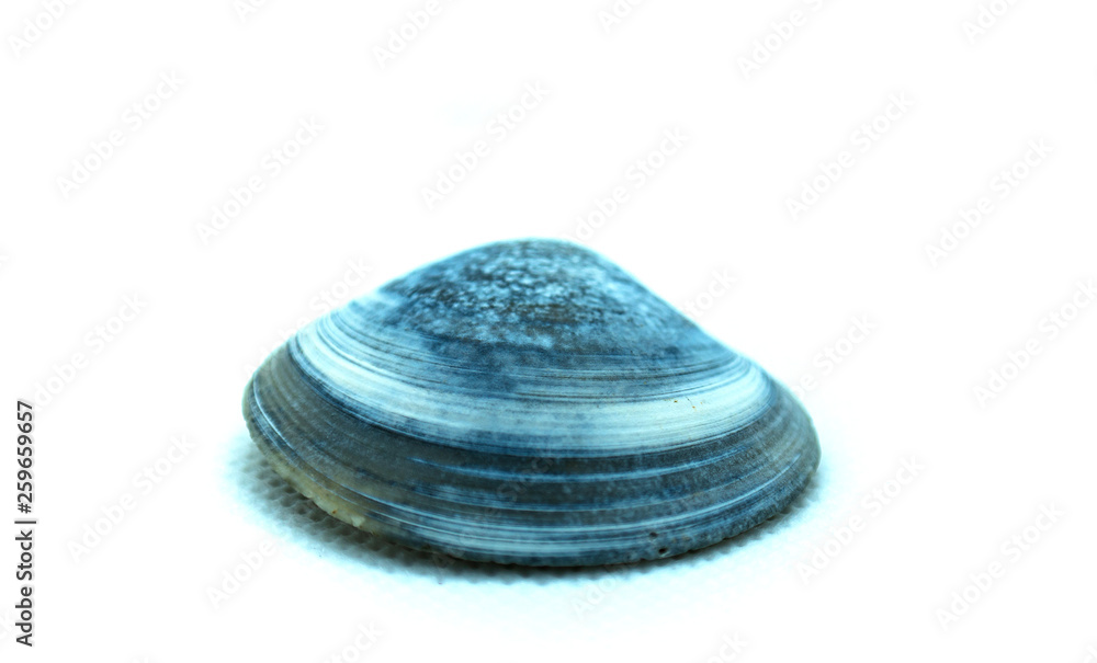 Shell