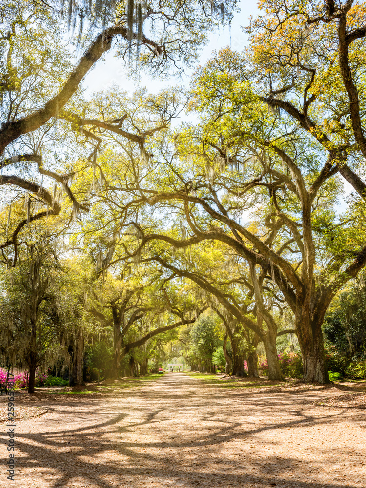 The landscape of southern plantation The landscape of southern plantation