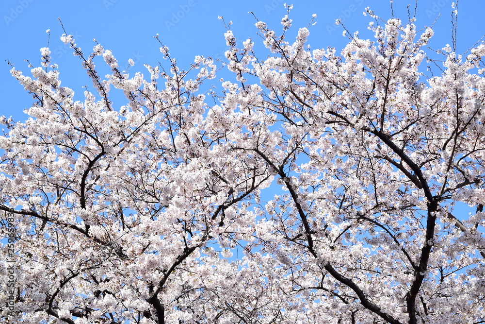桜 満開 桜 満開