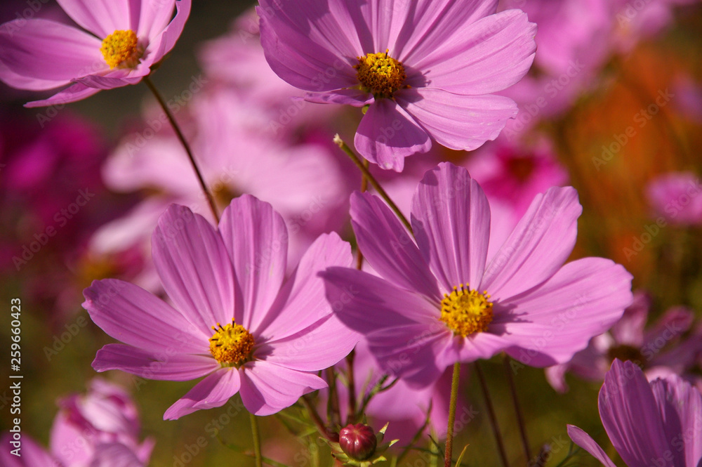 ピンクと白のコスモスのお花畑