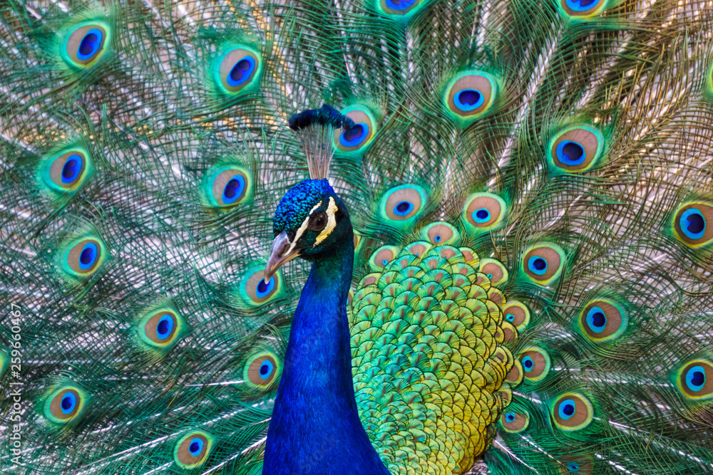 Obraz premium Peacock beautiful bird tail feathers spread in a fan / Victoria BC, Canada