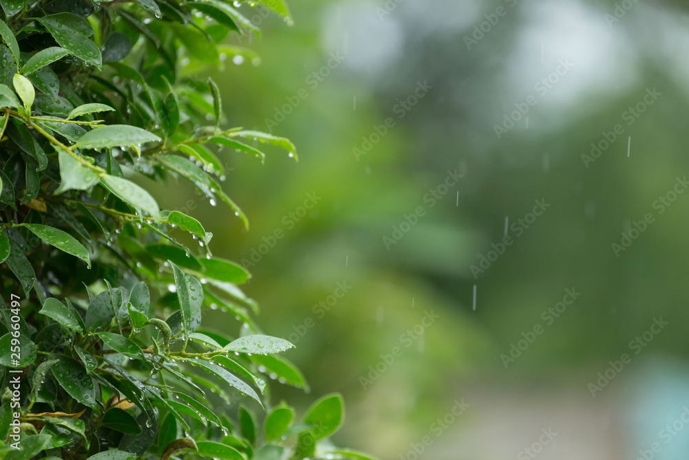 rain drop falling on green leaf tree natural background