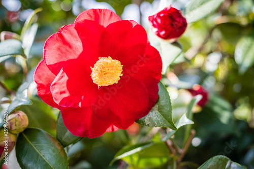 Bright red camellia