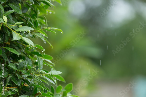 rain drop falling on green leaf tree natural background