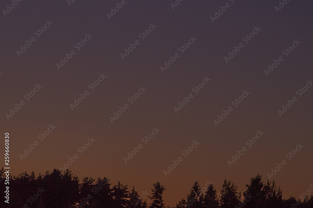 Fototapeta premium Trees forest silhouette sunset background