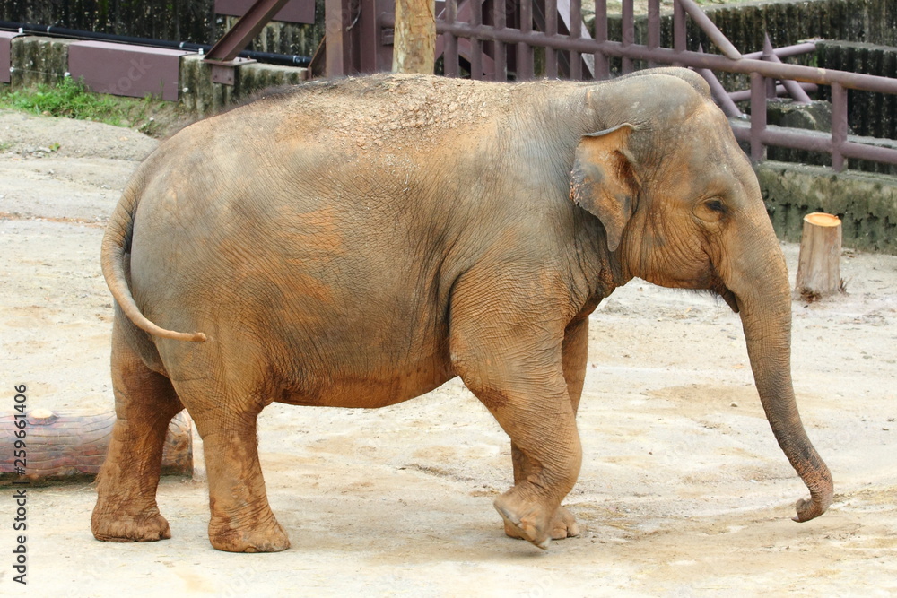 Naklejka premium African elephant at the zoo