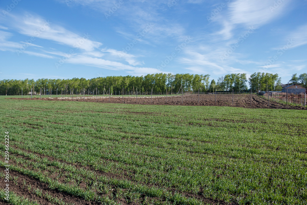 Agricultural field, which is fenced and between there is a field road