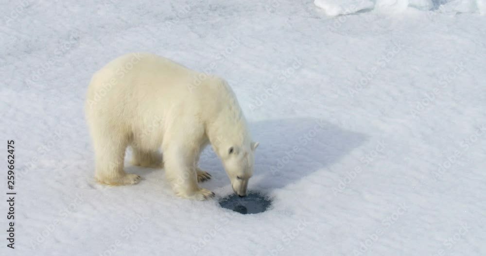 Polar Bear drinking water on broken sea ice Polar Bear drinking water on broken sea ice