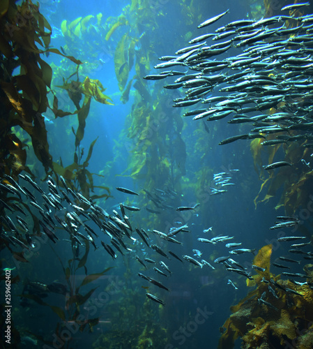 school of fish swimming