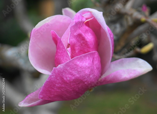 Magnolia blossom. Beautiful magnolia flower against blue sky background close up. © lenic