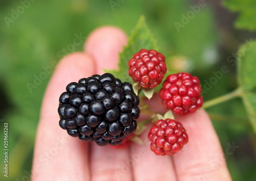 Large berries of blackberry, high-quality without thorns