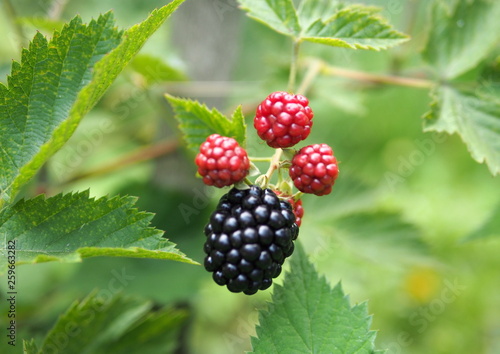 Large berries of blackberry, high-quality without thorns
