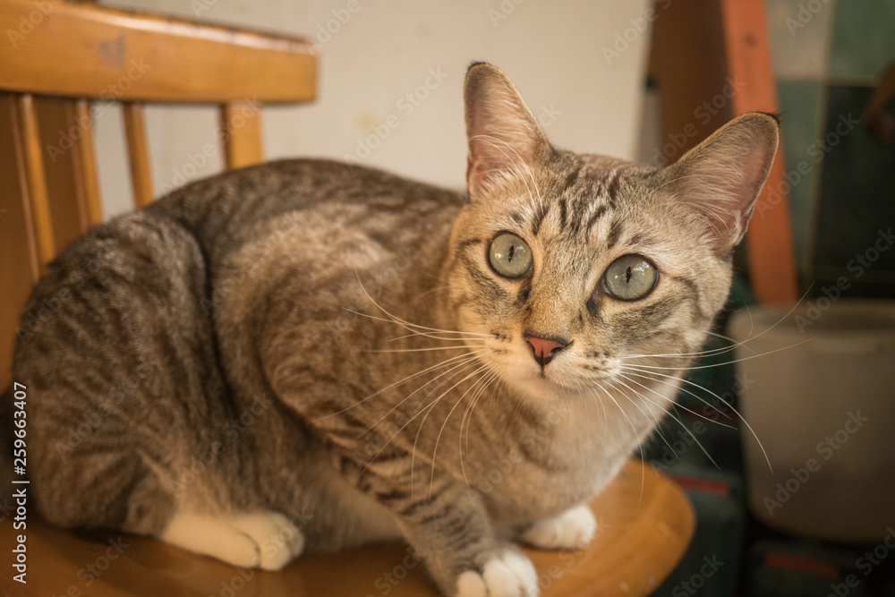 Cute cat sitting on a chair