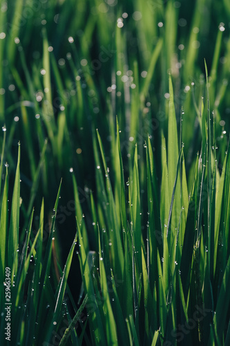 Close-up of rice paddies in morning sunlight with drops of dew