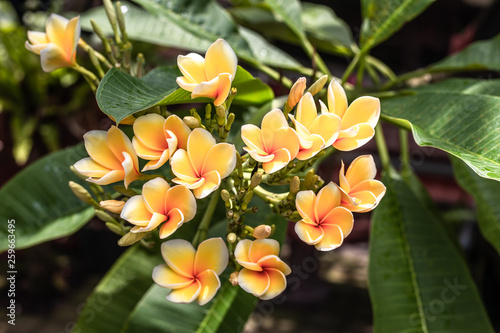 Yellow cambodia flower