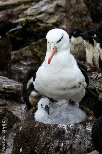 Black-Browed Albatross adult bird on mud and grass nest with fluffy chick, Albatross and Penguin rookery, Falkland Islands photo