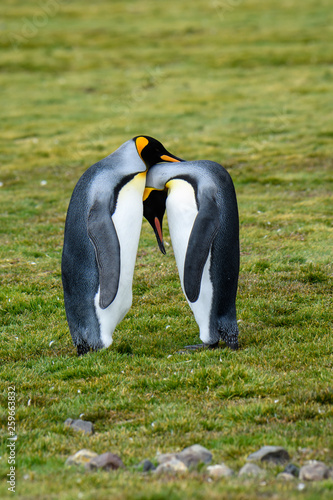 Pair of King Penguins participating in a bonding ritual, standing tall facing each other, heads resting together, on the grassy Salisbury Plain, South Georgia