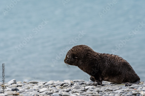 Very young fur seal pup, on a rocky beach against glacial blue water, Salisbury Plain, South Georgia