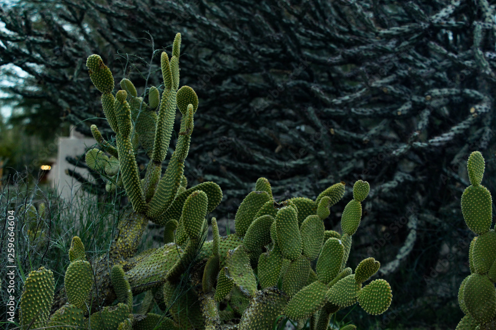 Obraz premium Prickly Pear and Cholla Cactus on a Cloudy Day in Scottsdale