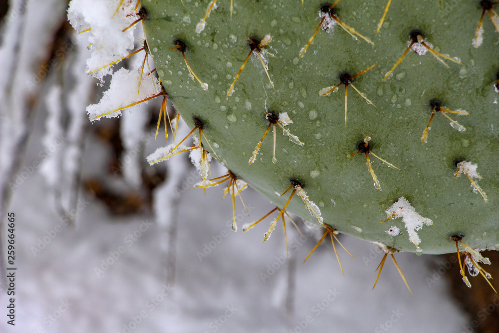 Scottsdale Prickly Pear cactus in the snow Scottsdale Prickly Pear cactus in the snow