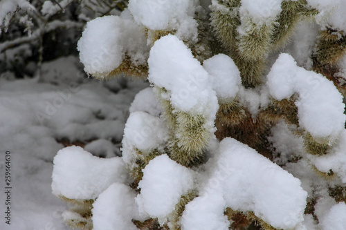 Cholla Cactus covered in Snow in Scottsdale Arizona