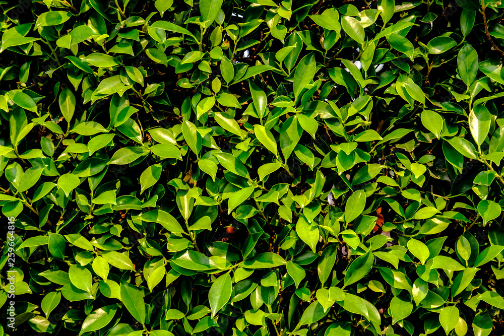 Obraz premium background with green leaves