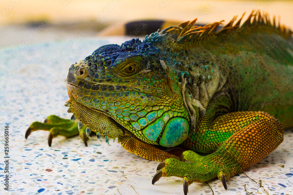 Fototapeta premium iguana on rock