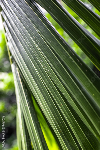 Green palm leaves