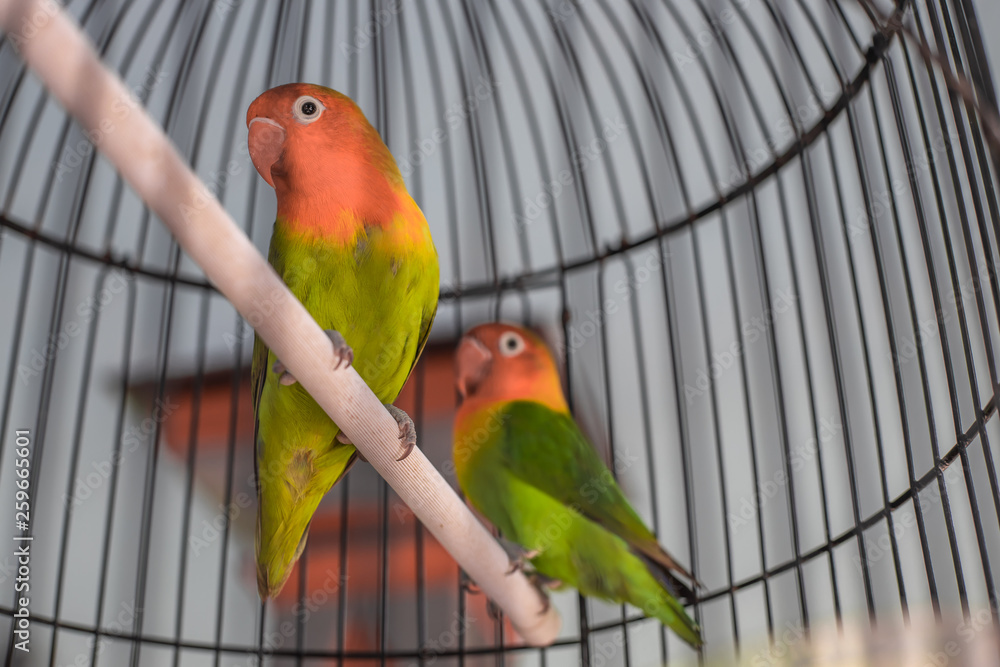 Obraz premium Litte parrot in a cage