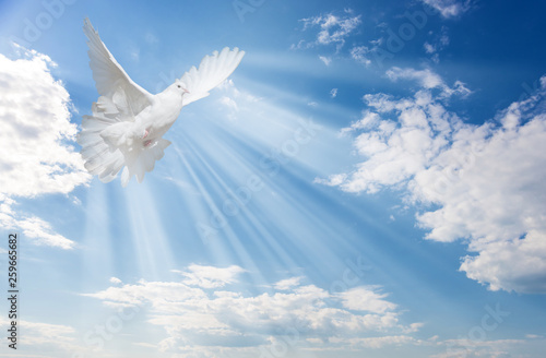 White dove against blue sky with white clouds photo