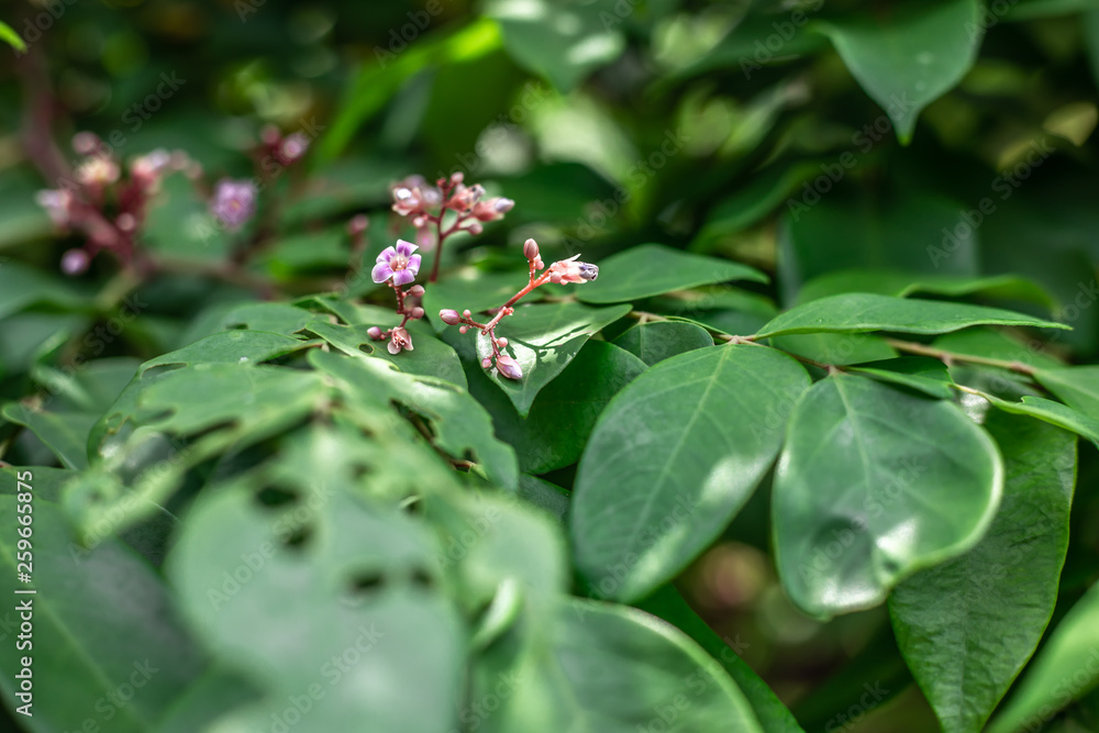 leaves with small flowers leaves with small flowers