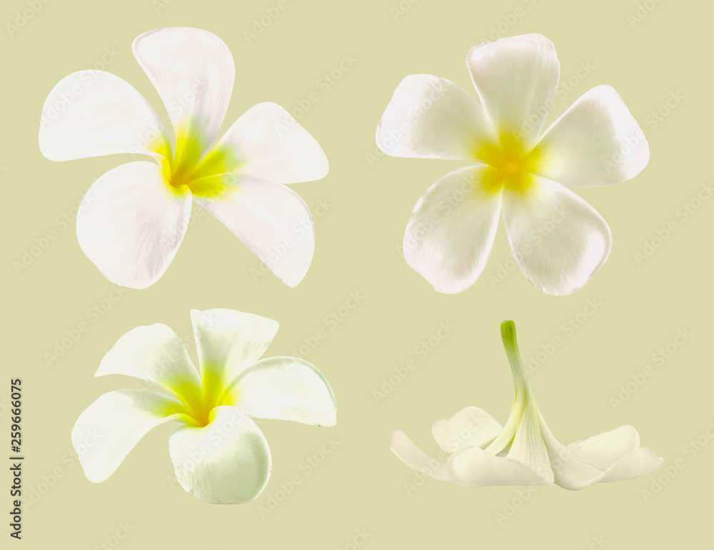 Fototapeta premium isolated plumeria collection