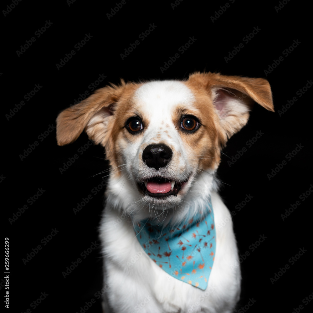  picture of a dog on a black background