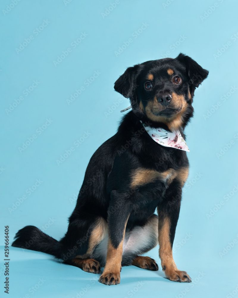  picture of a dog on a black background