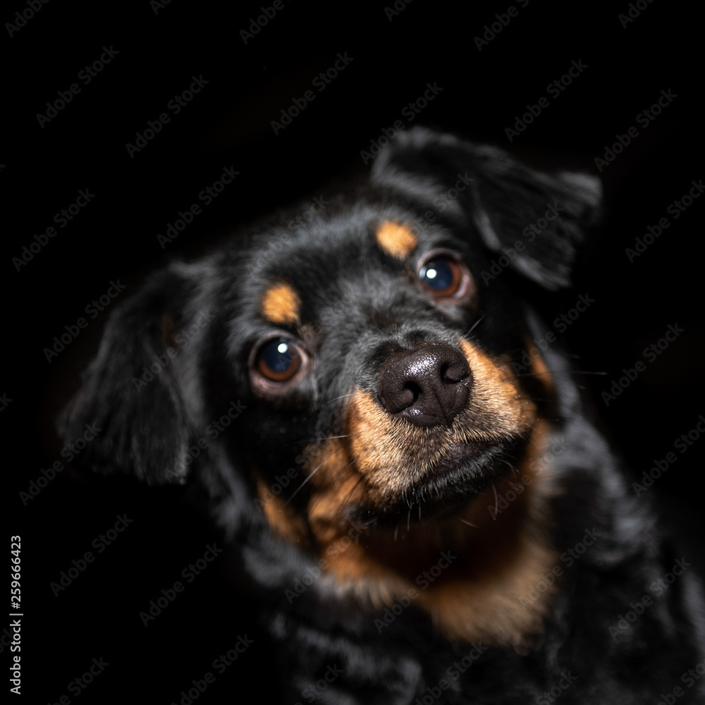 picture of a dog on a black background picture of a dog on a black background