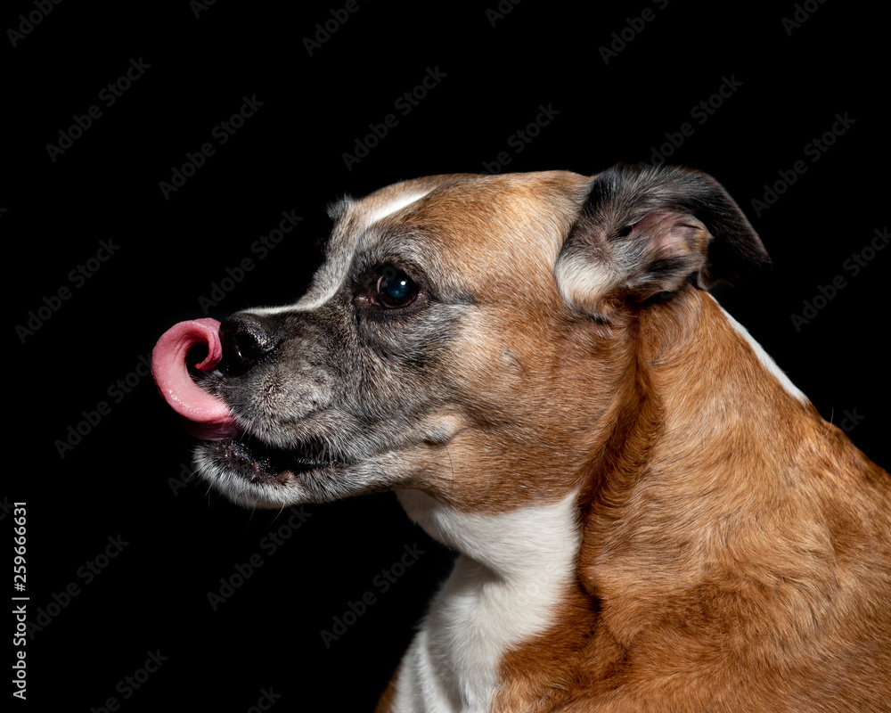  picture of a boxer dog on a black background