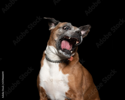  picture of a boxer dog on a black background