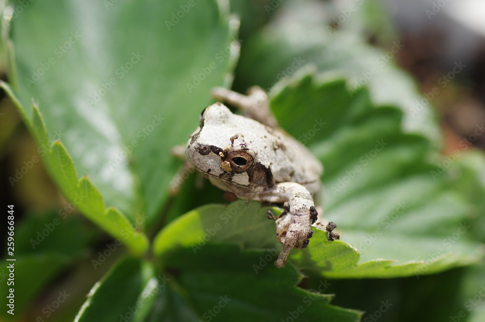 Obraz premium イチゴの葉に乗るカエル
