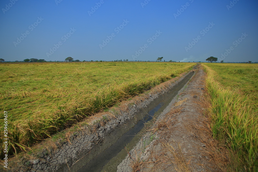 earth ditch irrigation canal feeding water to paddy fields. large flat wet green rice paddy fields. Rural agriculture scene of tropical rice culture Asian countries.