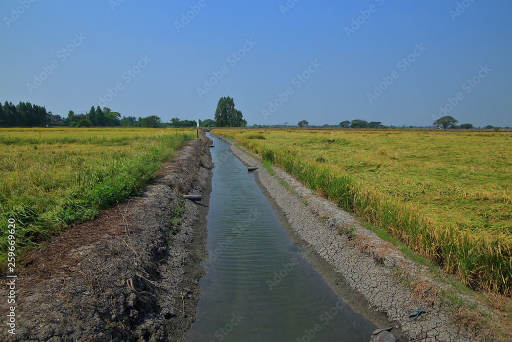 earth ditch irrigation canal feeding water to paddy fields. large flat wet green rice paddy fields. Rural agriculture scene of tropical rice culture Asian countries. earth ditch irrigation canal feeding water to paddy fields. large flat wet green rice paddy fields. Rural agriculture scene of tropical rice culture Asian countries.