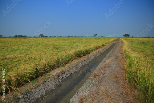 earth ditch irrigation canal feeding water to paddy fields. large flat wet green rice paddy fields. Rural agriculture scene of tropical rice culture Asian countries. photo