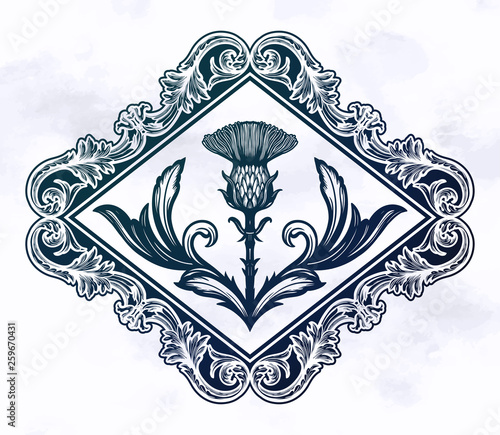 Thistle flower -the Symbol Of Scotland.