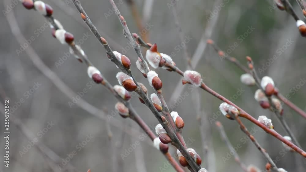 In spring the Willow blossomed in its natural environment . Fluffy birds and you with raindrops on the branches in the afternoon in cloudy weather. Palm Sunday, Easter In spring the Willow blossomed in its natural environment . Fluffy birds and you with raindrops on the branches in the afternoon in cloudy weather. Palm Sunday, Easter