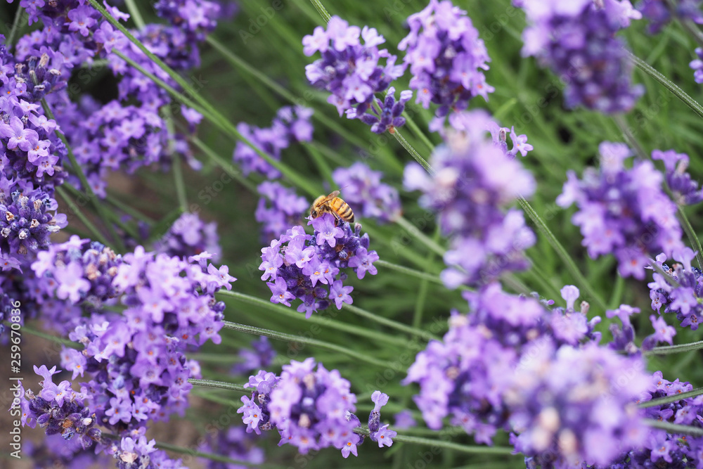 Lavender is one of the most popular garden plants among bees. Bees most attracted to lavender.