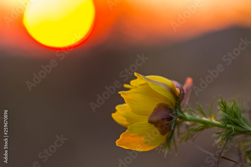 pheasant's eye, adonis vernalis, plant with yellow flowers blooming in early spring. Pheasant's eye flower , Adonis Vernalis. 